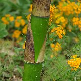 Phyllostachys vivax.JPG